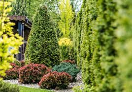 Tree Service